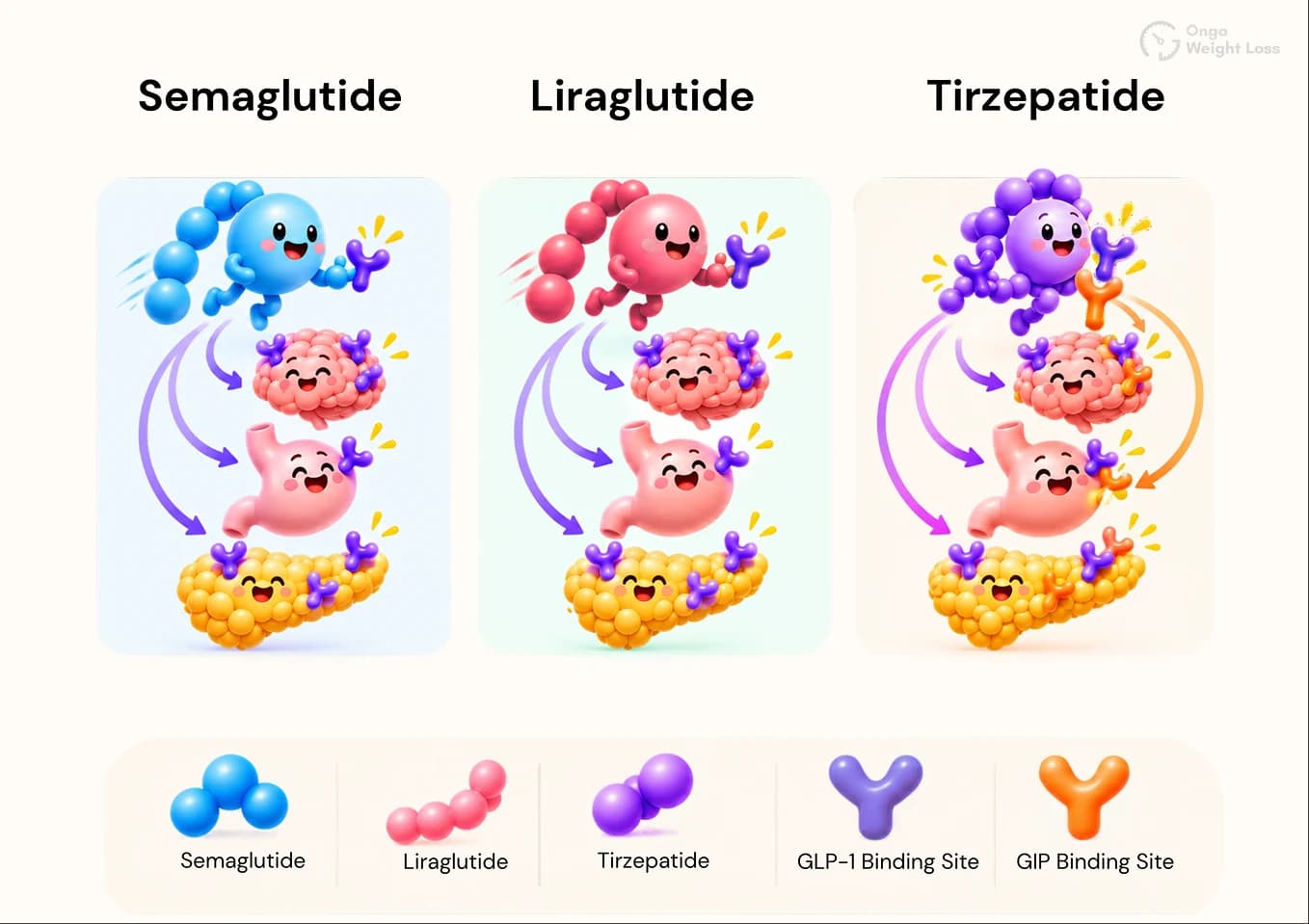 How semaglutide, liraglutide, and tirzepatide work